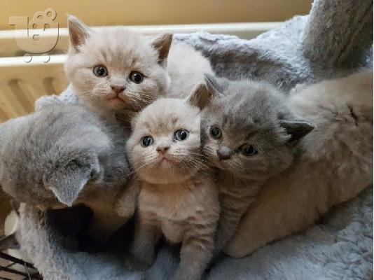 PoulaTo: british shorthair kittens for adoption